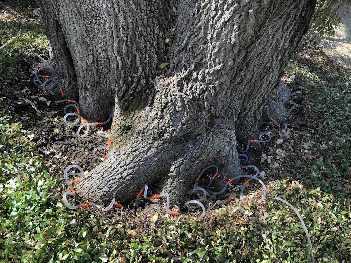Detailed Tree Cabling and Bracing job site in Fort Laramie